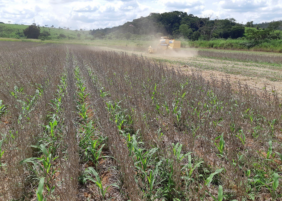  O Antecipe foi desenvolvido e aprimorado por pesquisas e validado em várias regiões do País que adotam a safrinha, como Minas Gerais, Paraná, Goiás e Mato Grosso. Foto: Décio Karam