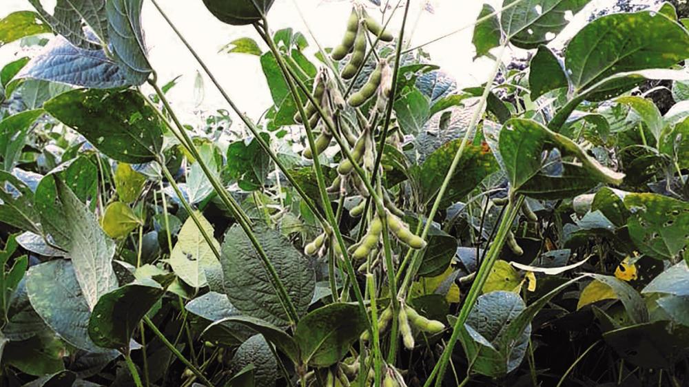 três cultivares de soja para alimentação humana e cultivo no sistema orgânico de produção — IPR Basalto, IPR Petrovita e IPR Pé-Vermelho. Fotos IDR-Paraná