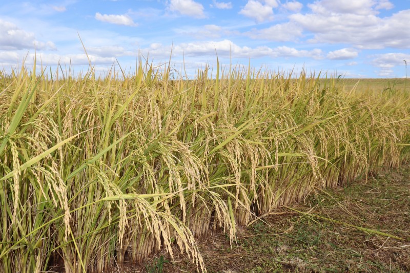 O objetivo da adoção de um sistema de plantio direto é basear a agricultura em processos e menos em insumos - Foto: Raquel Flores/Irga