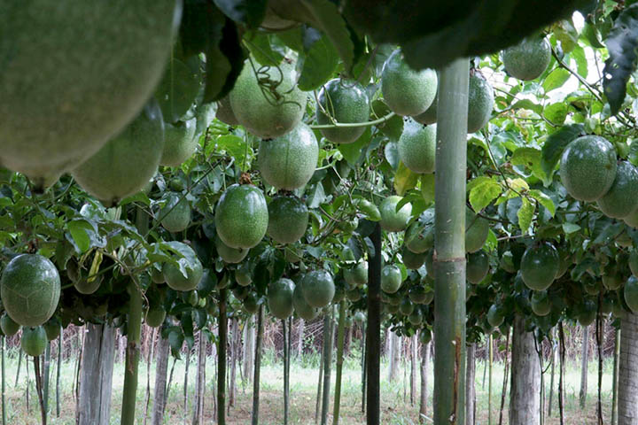 IDR-Paraná lança cultivar de maracujá no Show Rural - Cascavel, 07/02/2022 Foto: IDR-PARANÁ