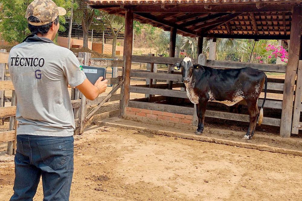 Técnico da Girolando durante inspeção para registro dos animais