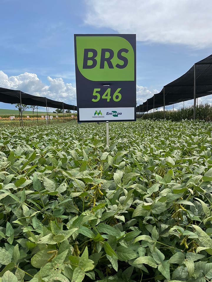 A BRS 546 é uma soja convencional altamente produtiva e que permite a semeadura antecipada, viabilizando sua inserção no sistema de sucessão e/ou rotação com outras culturas. 