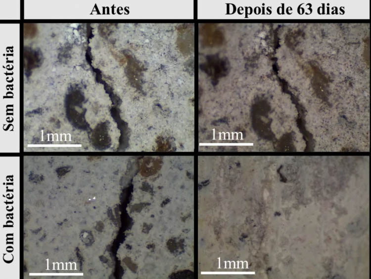 Pesquisadores da UEL utilizam bactérias de cavernas para fechar fissuras em argamassas. Foto: UEL