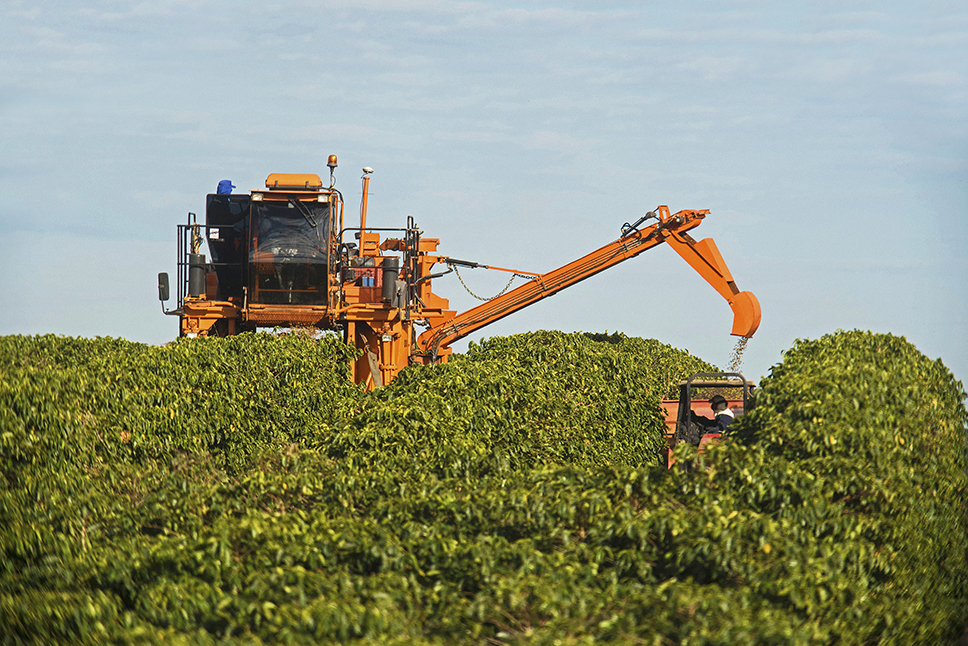 A fazenda Santa Cruz da Vargem Grande é a primeira produtora de café no mundo a receber a certificação de agricultura regenerativa Regenagri® – programa internacional de agricultura regenerativa, que visa garantir a saúde da terra e o cuidado com quem nel
