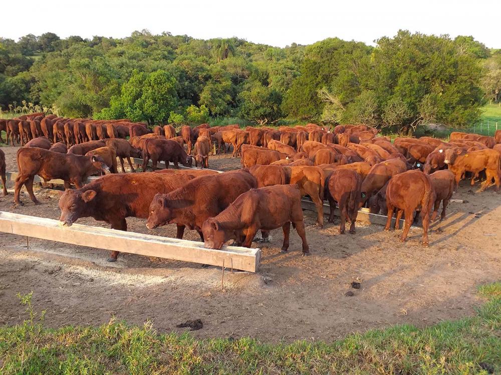 Aumento na taxa de prenhez das matrizes pode chegar a 20%. foto: Paulo Mariante