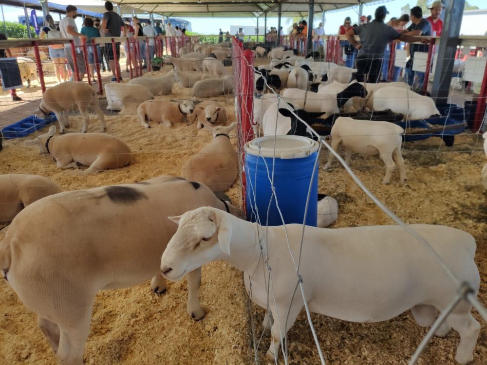 Com relação aos ovinos, o objetivo do setor pecuário do Show Rural, ao trazer um pavilhão exclusivo para esses animais, é contribuir para fomentar esse mercado. 