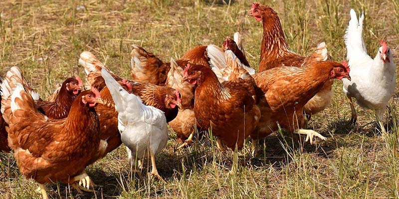 Todas as medidas adotadas levaram em conta os aspectos de bem-estar animal e a continuidade do fornecimento de alimento para os clientes. 