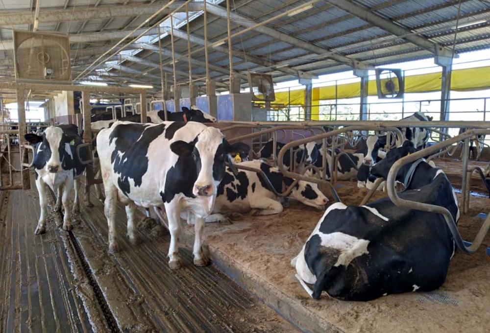 A técnica da Gadolando enfatiza também que o produtor deve manter um planejamento para ter o alimento pronto e em quantidades corretas e suficientes nos períodos de escassez de água.