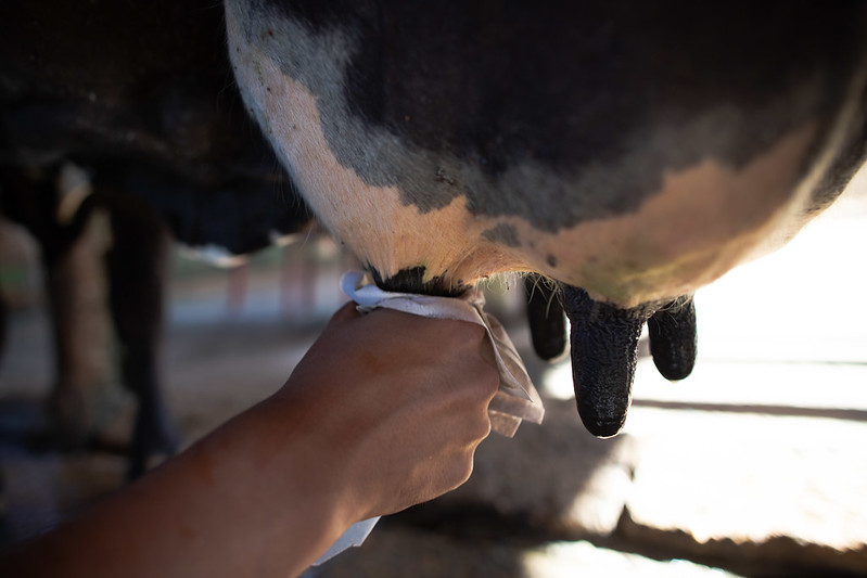Algumas pesquisas apontam que nas fazendas que não resfriam as vacas adequadamente, o estresse térmico pode causar um declínio de 40 a 50% na produção de leit. Fotos Sistema CNA/SENAR-Wenderson Araujo