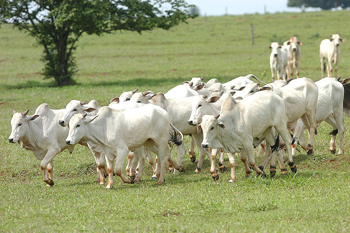 Volta das chuvas ajuda no manejo do rebanho de bovinos Foto: Arquvo AEN