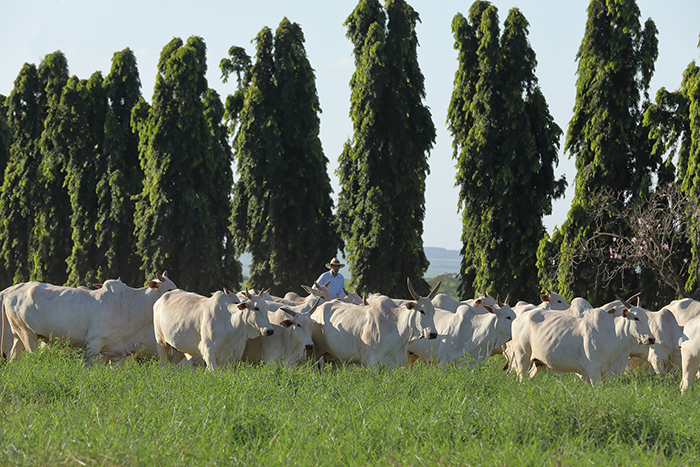 O registro da marca F ocorreu dois anos depois de Francisco Carvalho receber em sua fazenda os primeiros reprodutores puros das raças Nelore e Gir importados da Índia
