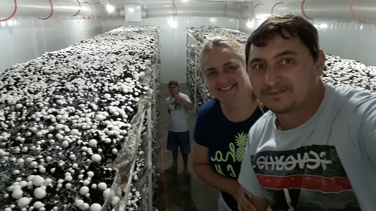 Atualmente além da produção in natura, pequenas indústrias estão fazendo a conserva de cogumelo para atender o mercado que está aquecido.