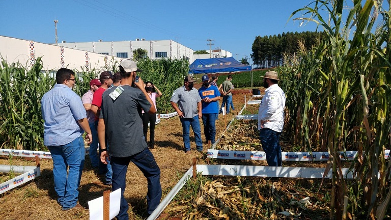 Além da vitrine de espécies, o encontro técnico também reservou uma área de milheto para testar diversos equipamentos usados no manejo da planta. Fotos IDR-Paraná