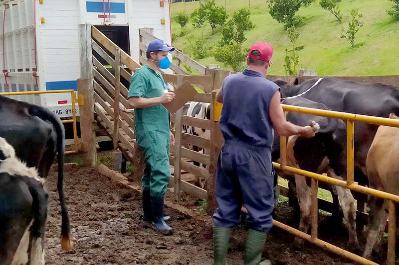 Cerca de 208 milhões de animais foram encaminhados para abate em março e quase 2 mil Permissões de Trânsito Vegetal foram emitidas, o que está dentro da média de janeiro e fevereiro. 