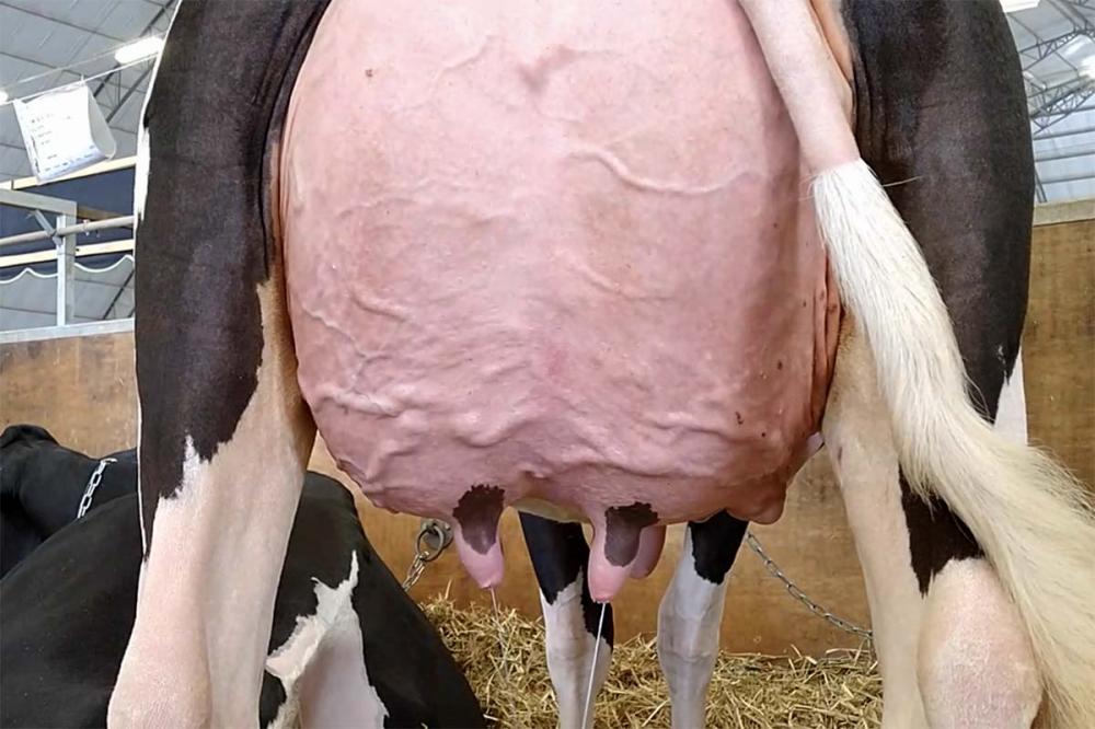 É interessante pontuar que o problema parece ser mais comum em vacas da raça Holandesa, acometendo em torno de 66% delas pelo uma vez na vida. Foto Toninho Anhaia