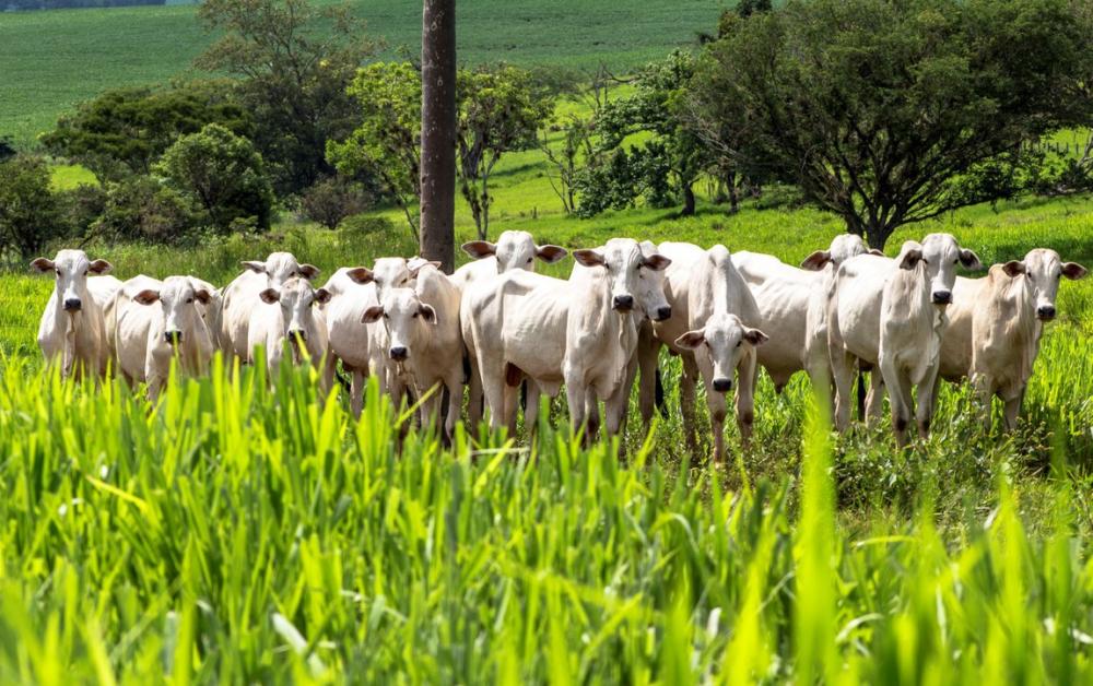 Iniciativa visa também propor mecanismos de estímulo a estratégias e modelos de negócios que adotem tecnologias de baixo carbono 