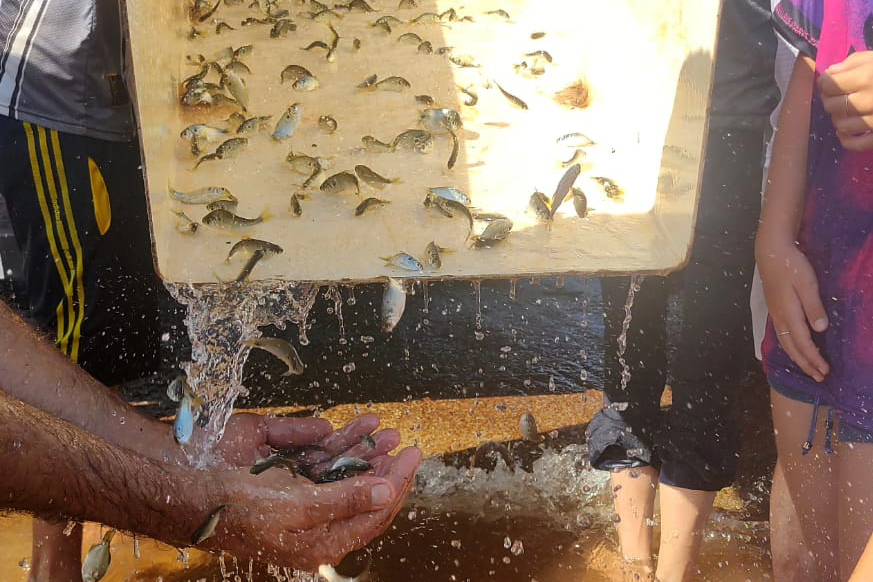 Em apoio a Desafio de Pesca, Governo promove soltura de 105 mil peixes nativos no Rio Paraná Foto: SEDEST