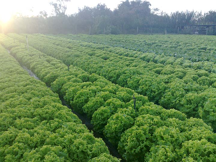 Campo de alface Agristar do Brasil