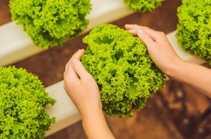 O Projeto Cultivando Vida Sustentável, desenvolvido pelo CAT Sorriso, tem como objetivo oferecer assistência técnica para pequenos agricultores familiares, além de valorizar a produção responsável de soja e promover a restauração de áreas degradadas. 