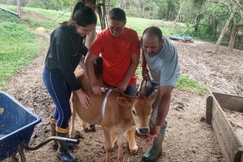 Dieta balanceada aumenta produção e diminui despesas com alimentação do gado leiteiro - Foto: IDR-PARANÁ