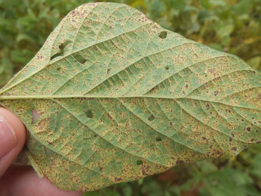 O outro produto, também inédito no Brasil, é o Mefentrifluconazol. O defensivo agrícola aparece em mistura com outros dois fungicidas para controle de doenças como a ramulariose do algodão, a ferrugem do cafeeiro, a ferrugem da soja, entre outros. Foto Em