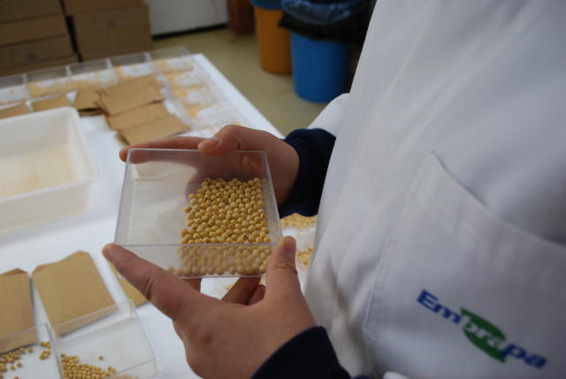 Teste de vigor será fundamental para evitar baixa germinação nas lavoura de soja. Foto Luiz Magnante.