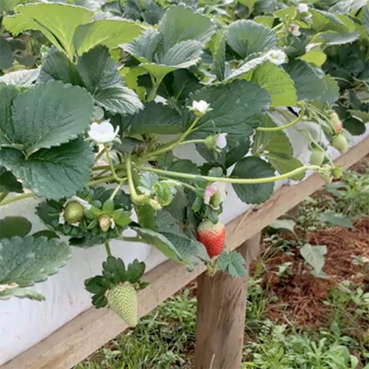 O Cultivo Elevado de Morango será tema do 1° 
