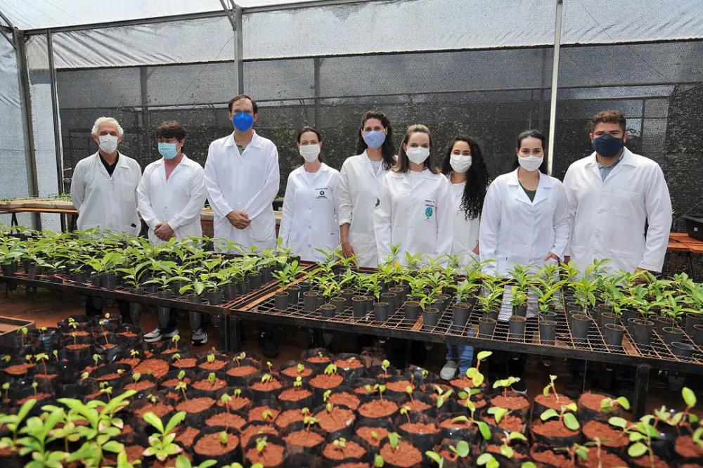 Projeto usa bactérias em mudas de árvores neotropicais para aumentar resistência à seca - Londrina, 09/03/2022 Foto: UEL