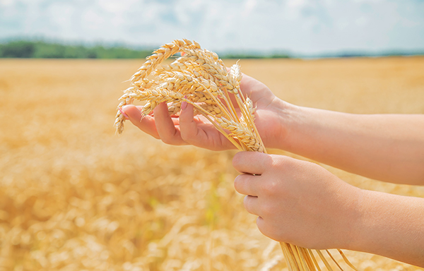 Para contribuir com a cadeia do trigo, aumentado a produtividade por hectare e a rentabilidade da cultura, está disponível no mercado o Azotrop (Azospirillum brasilense). O inoculante é resultado da inovação, pesquisa e desenvolvimento de uma aliança entr