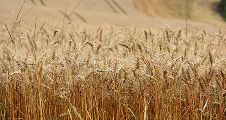 O Brasil produz menos da metade do trigo consumido e precisa importar grandes quantidades do grão de países do MERCOSUL – sobretudo da Argentina –, do Canadá e dos Estados Unidos.