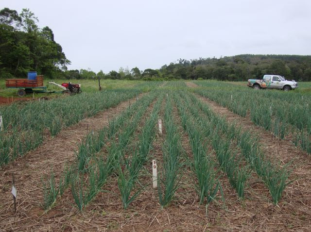 Técnicas de produção integrada permitem reduzir o uso de insumos como fertilizantes e agrotóxicos e diminuir os custos de produção