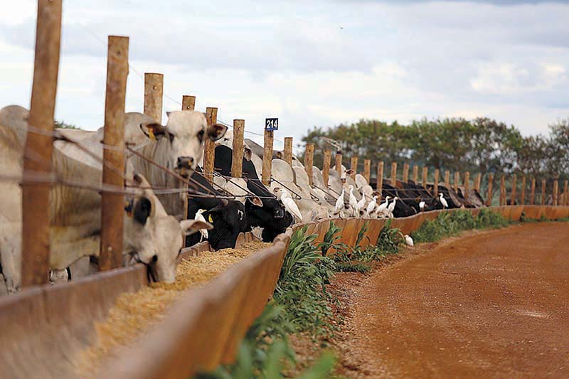 Com as margens da atividade cada vez mais apertadas, para o confinamento ser uma alternativa rentável, é necessário que todas as atividades, desde o planejamento do sistema até o embarque dos animais ao frigorífico, sejam realizadas com o máximo de atençã