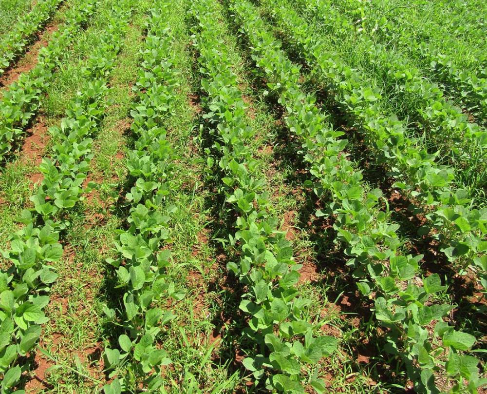 A técnica é essencial à produção agrícola sustentável, com redução de custos de produção e de impacto ambiental.
