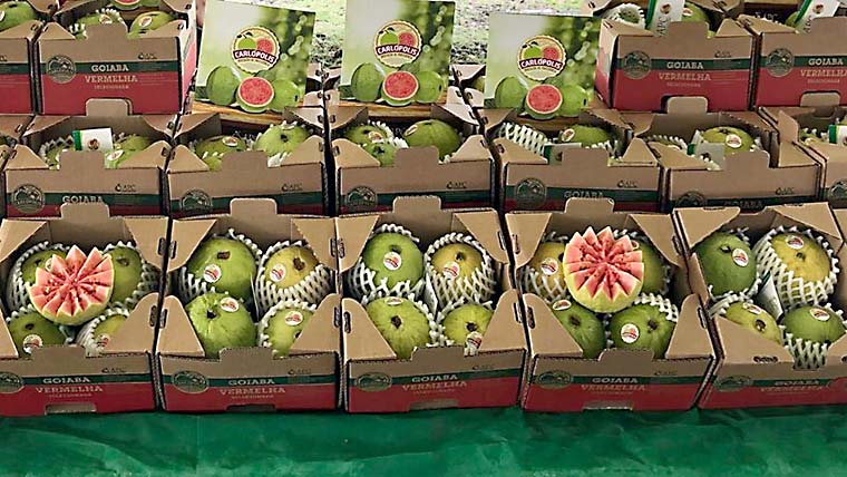 Os produtores de goiaba de Carlópolis adotaram tecnologias como o controle biológico e a técnica do ensacamento das frutas, entre 70 e 80 dias antes da colheita. 