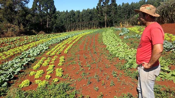 Diante do aumento nas vendas, a Cooperativa precisou adotar novas estratégias. Hoje, além de receber e comercializar os orgânicos dos treze cooperados ativos, passou a abrir espaço para outros quatro produtores, oportunizando o escoamento da produção e a 