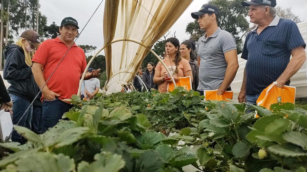 O dia de campo proporcionou difusão de conhecimento e troca de experiência entre produtores rurais sobre o cultivo de morango elevado. Fotos Toninho Anhaia