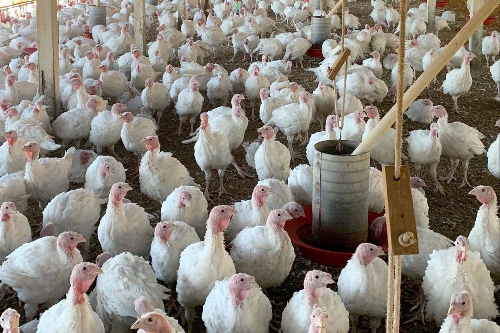 A nova linha também recebe investimentos em ampliação e modernização, assim como o incubatório e a fábrica de rações da unidade, fruto de investimento de R$ 292 milhões .