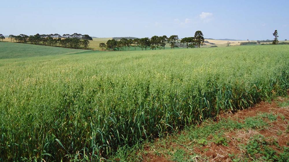 A rede cooperativa de ensaios avalia materiais destinados à produção de forragem e para cobertura do solo, além de linhagens e cultivares de aveia branca, destinadas à alimentação humana.