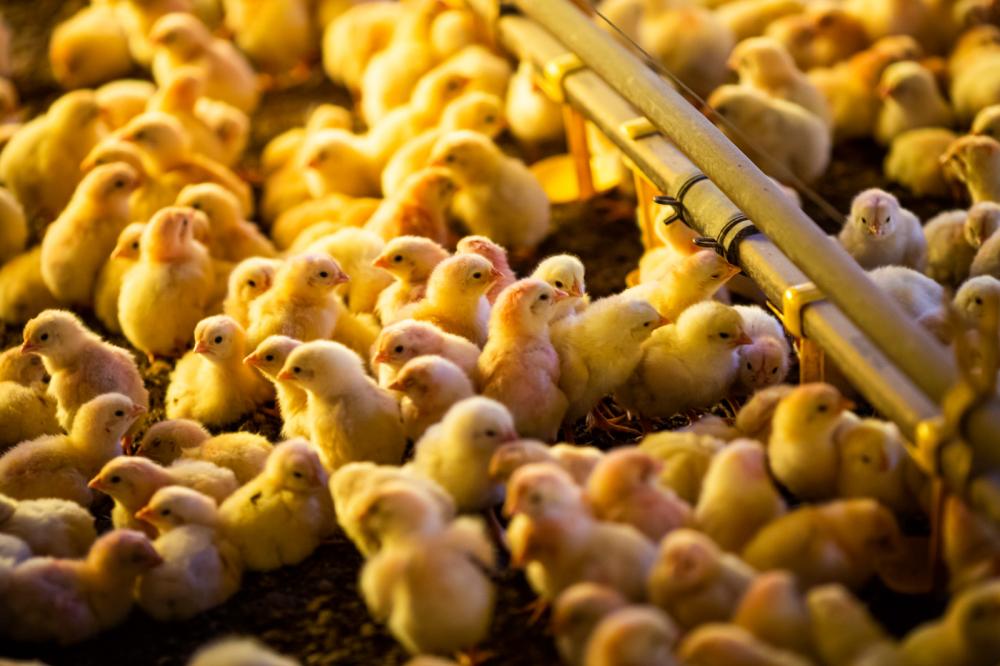 US$ 8,162 milhões correspondem a pinto de 01 dia, saldo US$ 76,5% maior que o realizado no mesmo período do ano passado, com US$ 4,625.Foto Sistema CNA/SENAR - Wenderson Araujo/