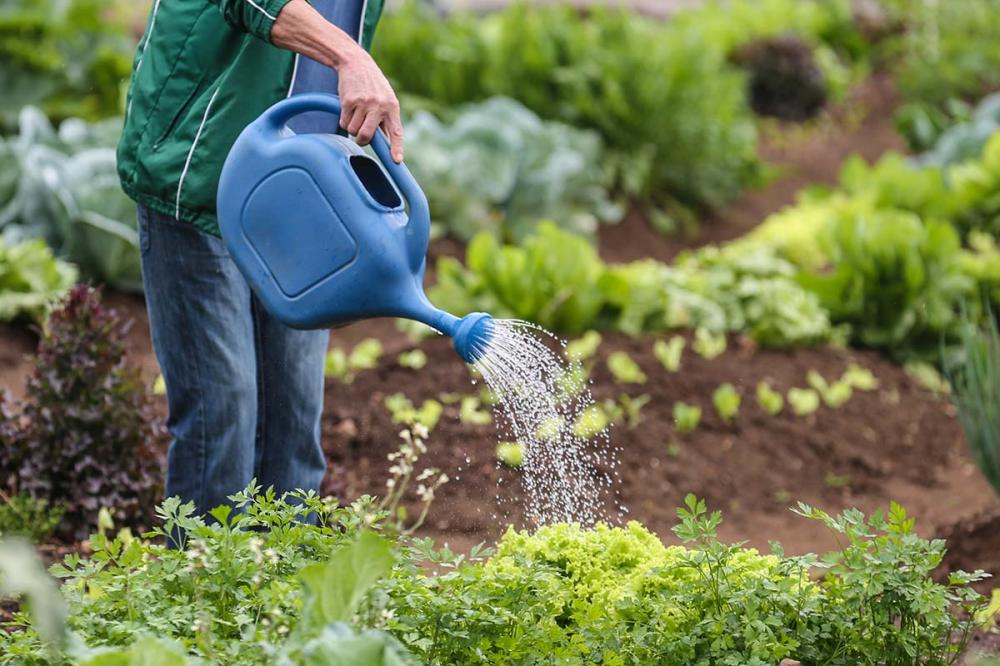 Certificação de orgânicos exige mudança na conduta do produtor em cuidados ambientais