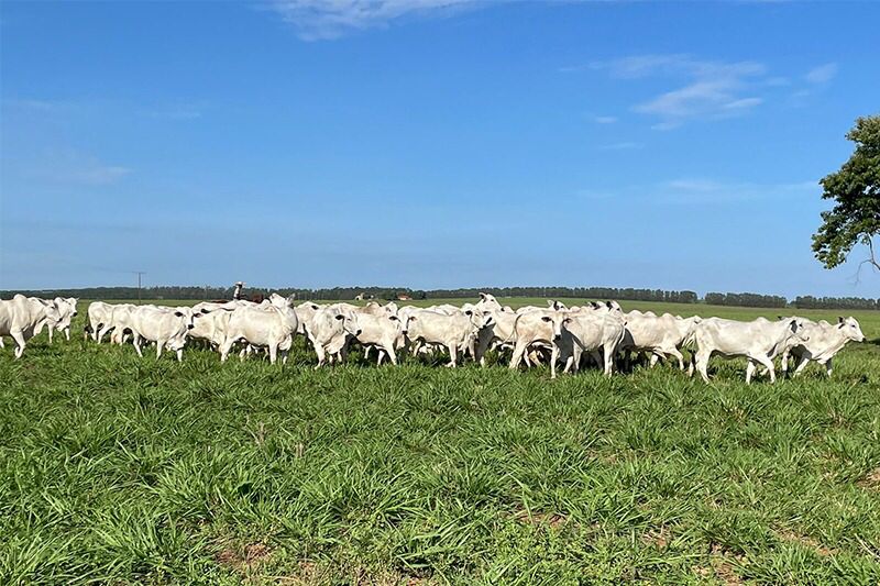 As vacas já estão prenhes de inseminação artificial dos melhores touros do Brasil.