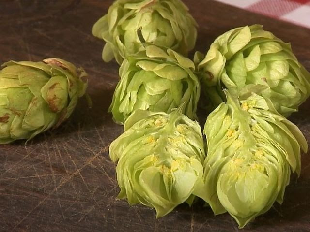 O lúpulo é uma cultura que vem se expandindo em função da popularização das cervejas artesanais, que usa lúpulo na preparação