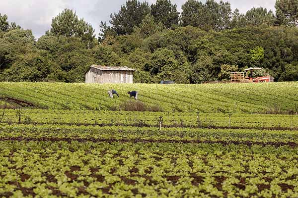 Para alimentos orgânicos haverá acréscimo de até 30%. As propostas podem ser apresentadas até às 17 horas de 27 de abril e a divulgação dos fornecedores vencedores em cada um dos municípios será feita no dia 30, com um dia de prazo de recursos.