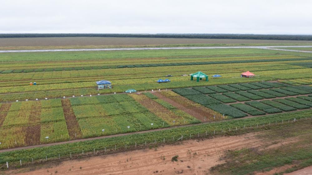 Pesquisas realizadas na última safra de soja em Mato Grosso serão divulgadas durante o Master Meeting Soja - Crédito Divulgação Proteplan