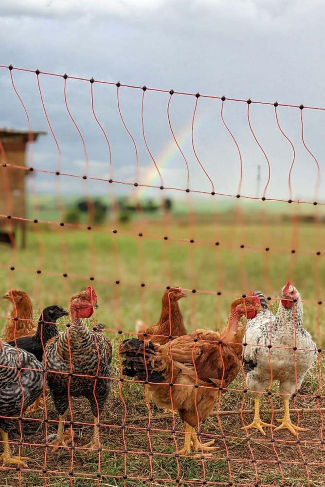 A Casa Dobis, no município de Teixeira Soares, usa a cerca elétrica por conta da sua flexibilidade para alterar os piques de pasto da chácara.