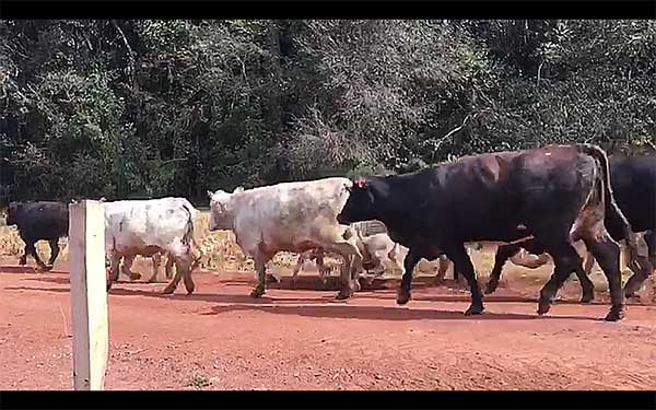 Ladrões levam 40 cabeças de gado de Fazenda de Piraí do Sul, o furto aconteceu na madrugada do dia 23 de abril.