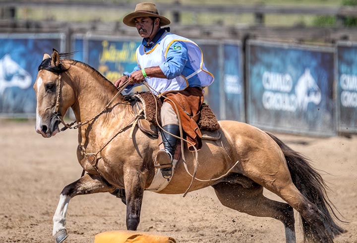 Outro evento bastante relevante para o setor equestre que acontece na ExpoLondrna é o julgamento dos cavalos da raça Crioulo. Foto Felipe Ulbrich ABCCC Divulgação