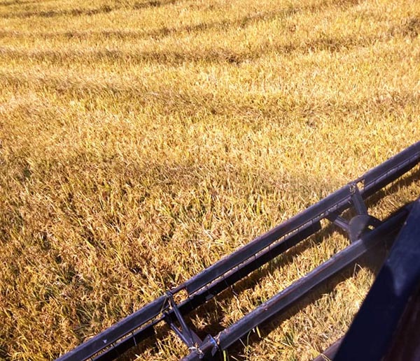 Colheita de arroz está perto de ser finalizada no RS - Foto: Alamir Mora/Irga