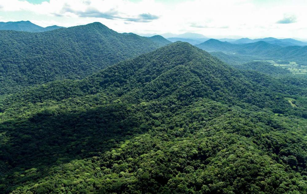 Na área foram identificadas 171 espécies arbóreas e arbustivas pertencentes a 45 famílias botânicas diferentes, 57 espécies herbáceas pertencentes a 27 famílias diferentes e, das 79 espécies de mamíferos com ocorrência registrada no Parque, 12 foram encon