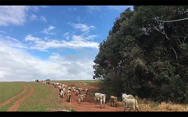 O gado furtado na Fazenda Piraí Mirim predominante branco, charolês/ canchim e anelorado, todos a marca do rebanho TF do produtor rural Luis Fernando Tonon.